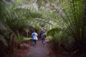 Minister drops hint that Great Forest National Park proposal set to be ignored