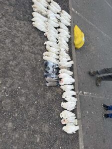 Appeal for information on suspected corella poisoning at Springvale