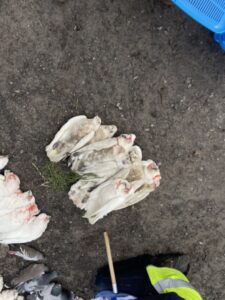 Poisoned birds under investigation