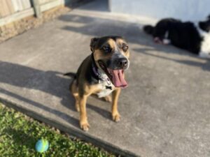 Information wanted surrounding lost dog in Millgrove