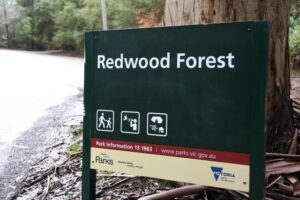 Works commence at Redwood Forest