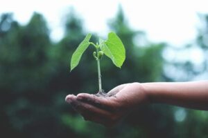 Celebrate national tree day this July