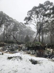 Moderate snowfall to cover Mount Donna Buang this week