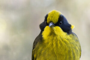Plant habitat for the state’s most vulnerable species at Yellingbo Nature Conservation Area