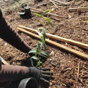 Support biodiversity at Gruyere planting day