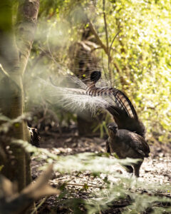 Superb symphony of laser-like sounds at Healesville Sanctuary