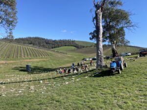 1200 plants sow the seed for a healthier Yarra Valley