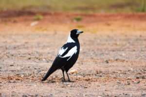 Registrations now open for Australia’s largest citizen science project