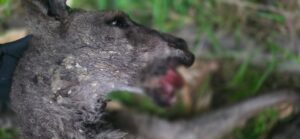 Kangaroo concerns continue after two severe gunshot wounds spotted in two months