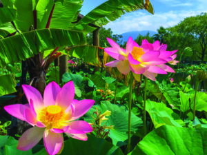 Kaleidoscope of colour