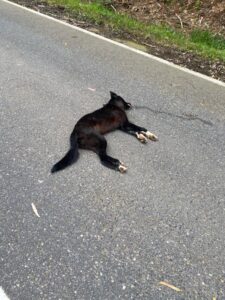 ‘We need as many samples as possible’: The importance of reporting dead dingoes
