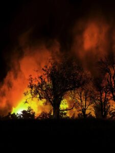 Seville Veterinary Clinic offering help to those affected by bushfires