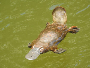 Warby locals to learn how to protect our platypus populations